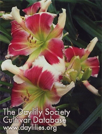 Daylily Westbourne Flowering Spooks