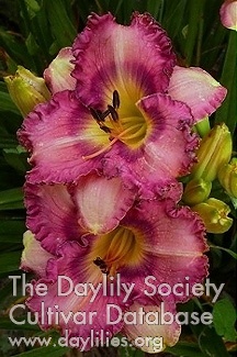Daylily Westbourne Wesley's Choice