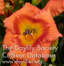 Daylily Westbourne Fireside Chats