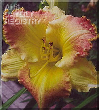 Daylily Westbourne Ham and Eggs