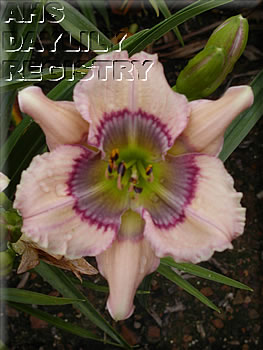 Daylily Westbourne Missing Sweet Pea Baby