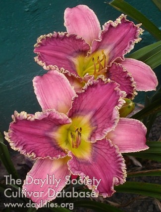 Daylily Westbourne a Dentist's Delight