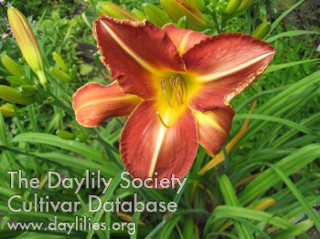 Daylily What Would Weiler Do