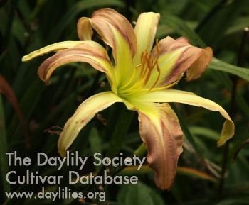 Daylily Whatever Lola Wants