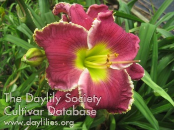 Daylily When Love Abounds