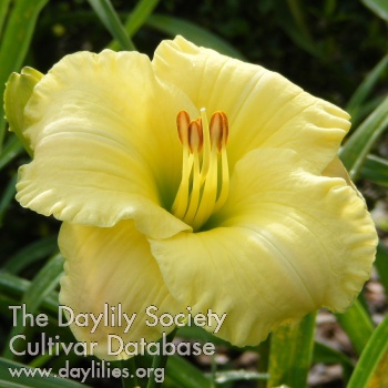 Daylily When Fortune Smiles
