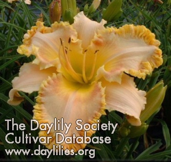 Daylily When Stars Collide