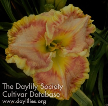 Daylily Where Angels Trod
