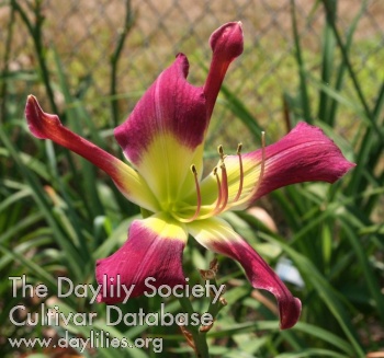 Daylily Whip City Squeezie