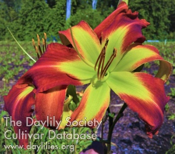 Daylily Whirling Flare