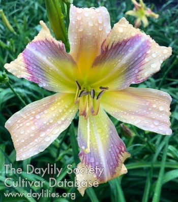Daylily Whirling Waters