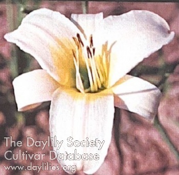 Daylily White Jade