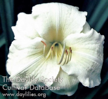 Daylily White Water