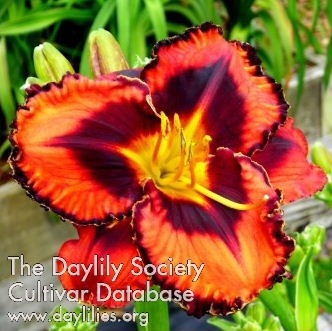 Daylily Who Do Voodoo