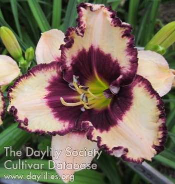 Daylily Wicked Cute