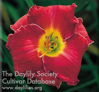 Daylily Wicked Insouciance