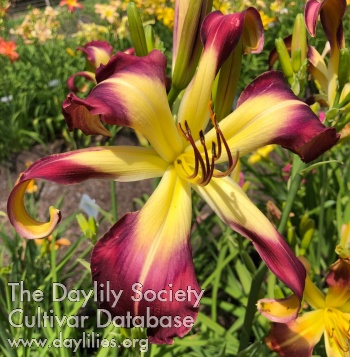 Daylily Wiggle in Her Walk
