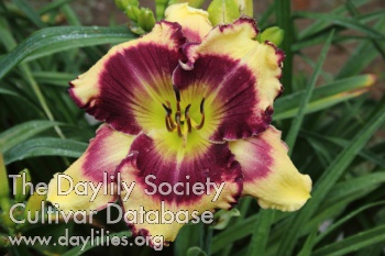 Daylily Wild About You