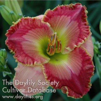 Daylily Wild Red Heart