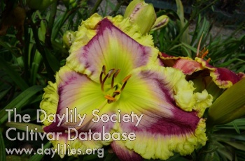 Daylily Wildly Spectacular