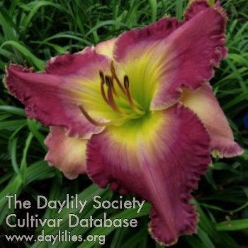 Daylily Willbrook Plantation