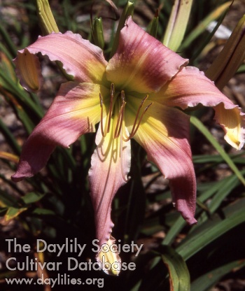 Daylily Willie Belle