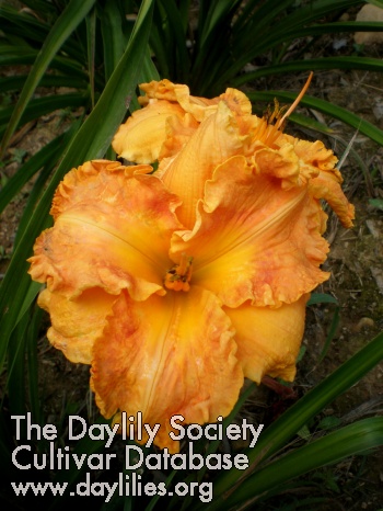 Daylily Wind in My Hair