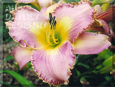 Daylily Windham Tropical Waters