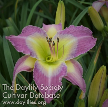 Daylily Windyhill's Morning Colors