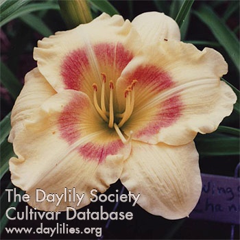 Daylily Wings of Chance
