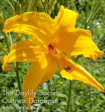 Daylily Wings of Gold