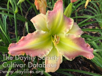 Daylily Wings of Spring