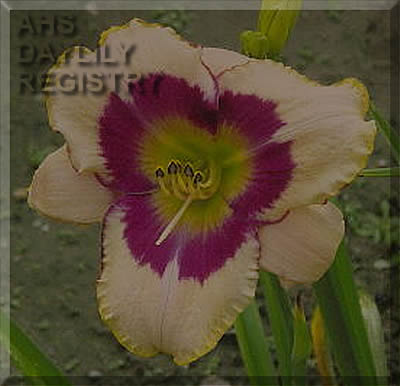 Daylily Winner Takes All