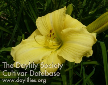 Daylily Winning Ways