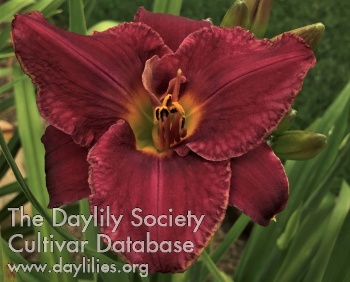 Daylily Witches' Coven