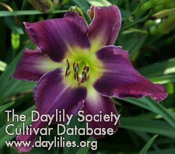 Daylily Wizard's Delight