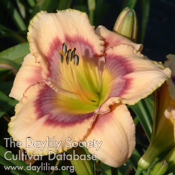 Daylily Wizard's Puzzle