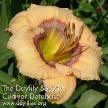 Daylily Wizard's Whimsy