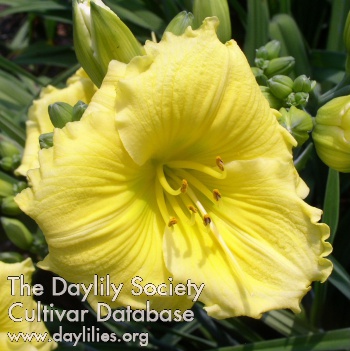Daylily Woodside Jewel