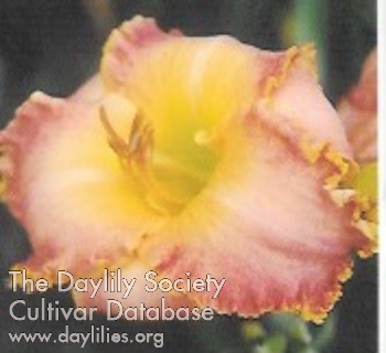 Daylily Wrapped in Gold