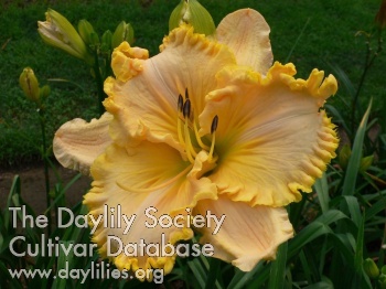 Daylily Wrinkles and Whiskers
