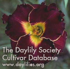 Daylily Wait Until Dark