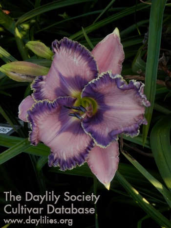 Daylily Water of Life