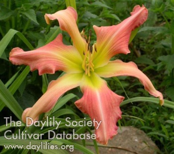 Daylily Webster's Pink Wonder