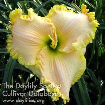 Daylily Weehaw Plantation