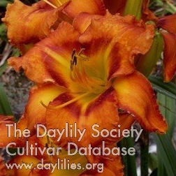 Daylily Westbourne Oranges for Christmas