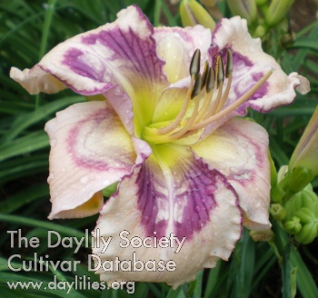 Daylily Whale Tails