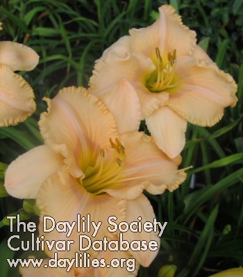 Daylily Whispers of Love