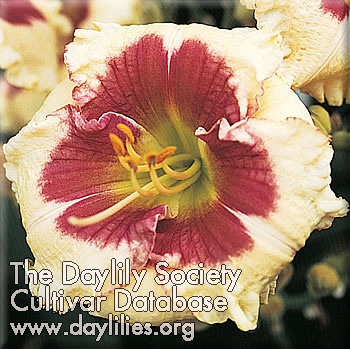 Daylily Whistle a Happy Tune