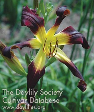 Daylily Wild and Free